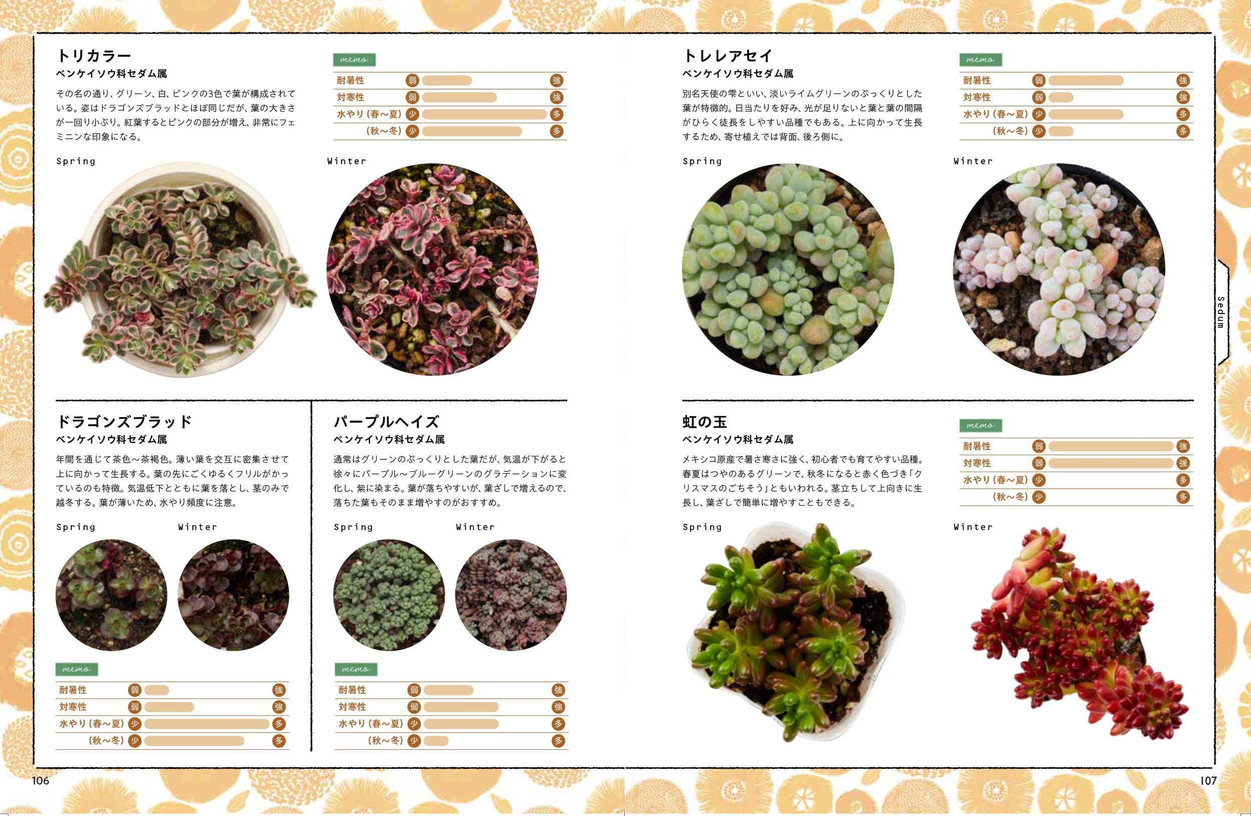 多肉植物のみっちり寄せ植え - 株式会社日本文芸社